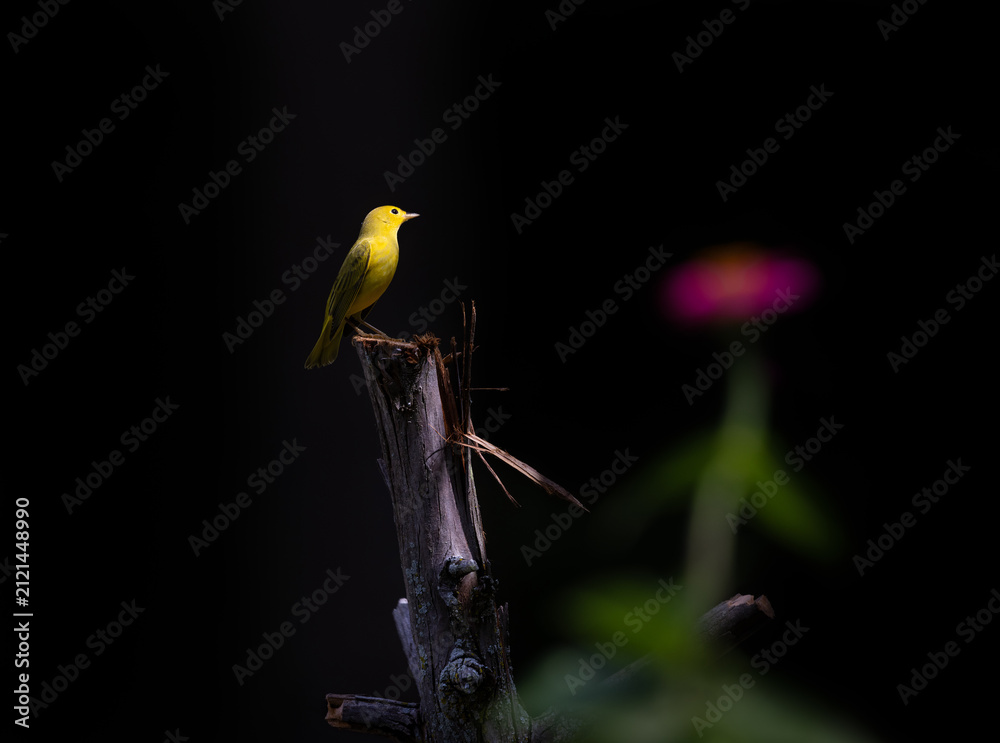 Fototapeta premium yellow warbler on perch with dark background