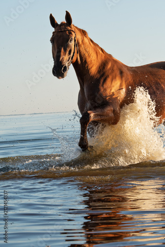 portrait of beautiful golden chestnut  horse playing and splashing in bay at sunny evening. close up