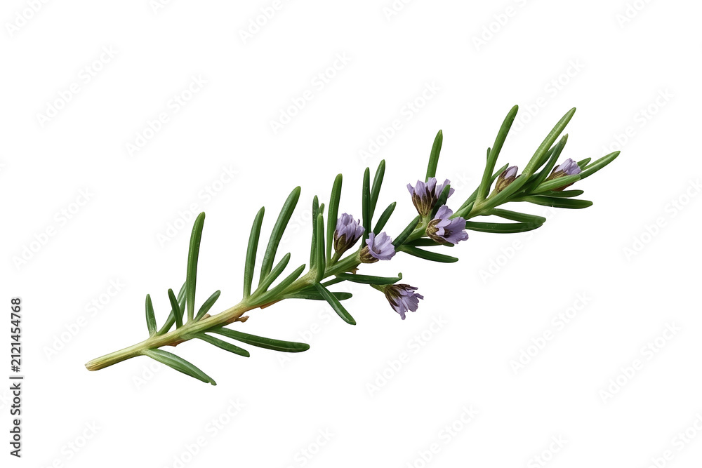 Fototapeta premium Slender flowering rosemary stem isolated on transparent background