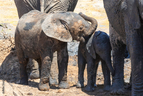 Bild auf Leinwand Interaction between two African Elephant calves (Loxodonta africana) Addo Elepha