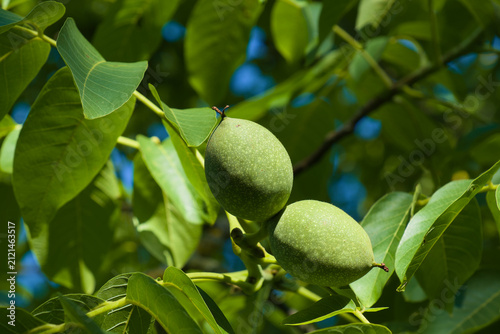 Unreife Walnüsse an Walnussbaum, Echte Walnuss (Lat.: Juglans regia)