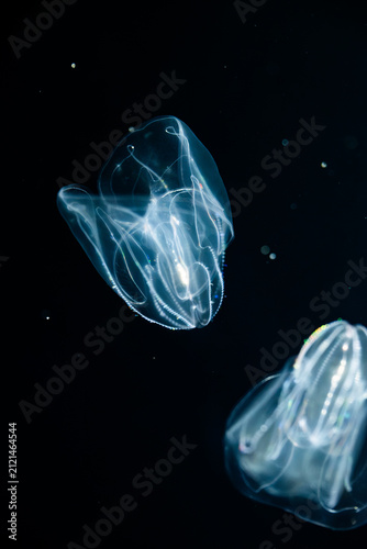 カブトクラゲの水中風景 / Comb Jelly Underwater