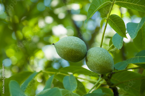 Unreife Walnüsse an Walnussbaum, Echte Walnuss (Lat.: Juglans regia) - Makro
