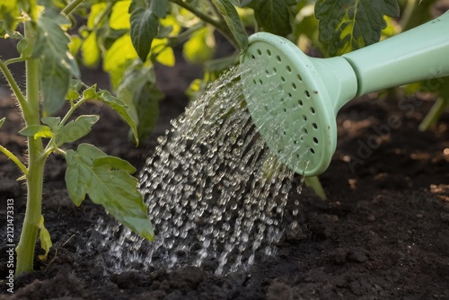 Water pouring from a watering can rose onto a tomato plant