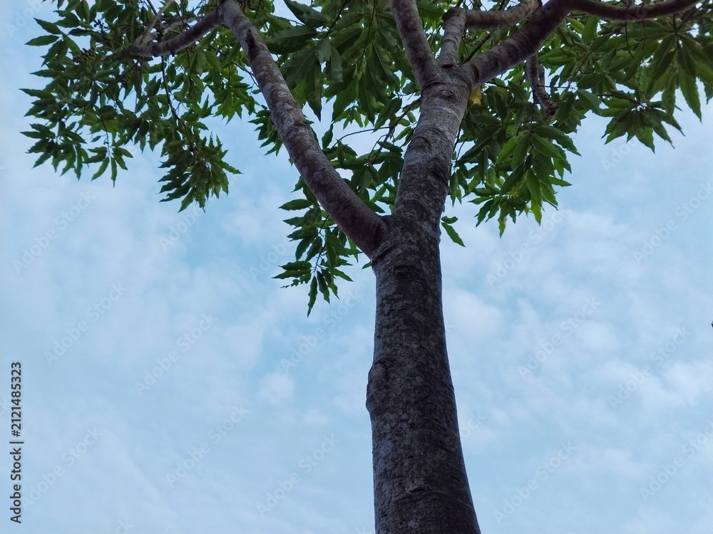 Fototapeta premium palm tree against blue sky