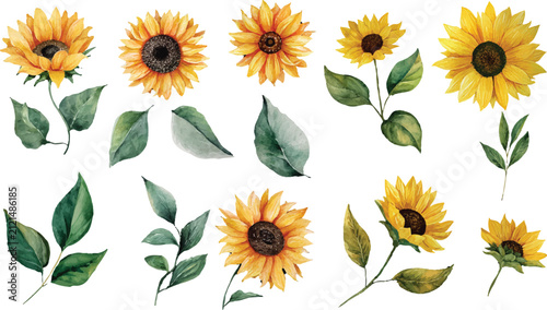 set of sunflowers vector