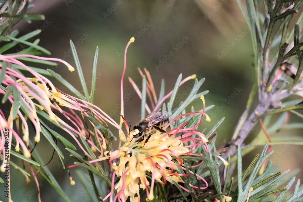 Fototapeta premium European Honey Bee (Apis mellifera) collecting nectar from Grevillea Flora Mason flower, South Australia