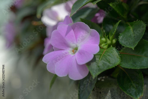 close-up of a pink impatiens flower with foliage