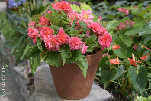 terracotta pot with tuberous begonias