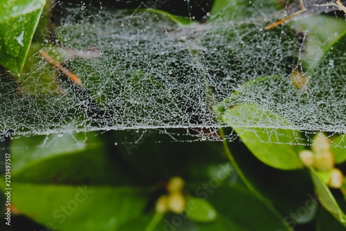 Fotografía Bowl and doily spiderweb covered in thick morning dew drops on green boxwood lea