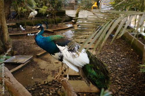 Beautiful peacock with vibrant blue neck standing on wooden branch inside zoo aviary