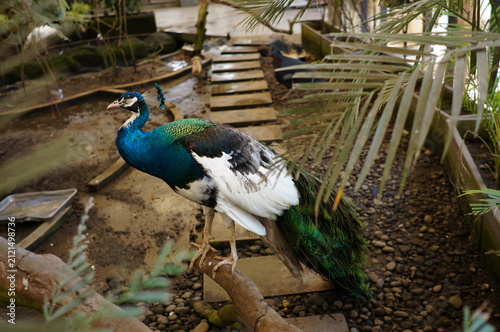 Beautiful peacock with vibrant blue neck standing on wooden branch inside zoo aviary