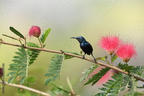 Photography The purple sunbird (Cinnyris asiaticus asiaticus) is a small bird in the sunbird family
