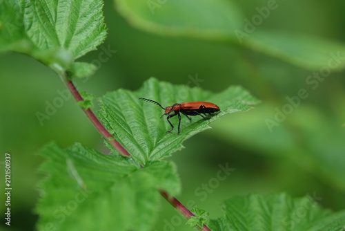 the red headed cardinal beetle (Pyrochroa serraticornis)