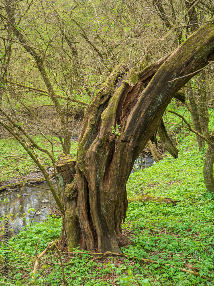Obraz premium Moss-covered weathered tree beside a forest stream