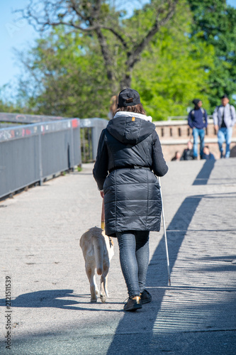 Rear view of Unrecognizable Blind Woman with Guide Dog and White Cane Walking on Street in Bratislava,Slovakia.