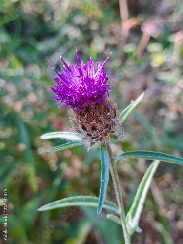 Delicate purple wildflower in summer close up.