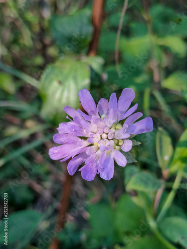Delicate purple wildflower in summer close up.