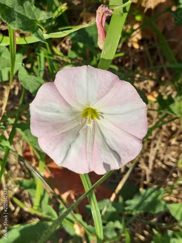 Delicate purple wildflower in summer close up.