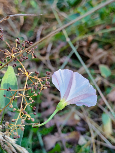 Delicate purple wildflower in summer close up.
