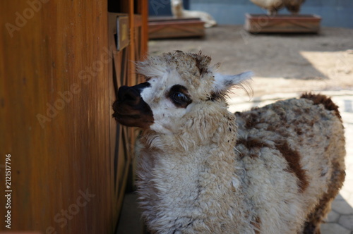Close up of cute brown alpaca head with thick fleece fur in petting zoo