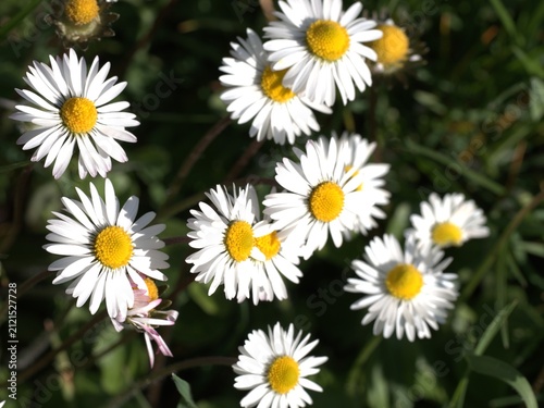White daisy flowers against a blue sky – botanical floral illustration