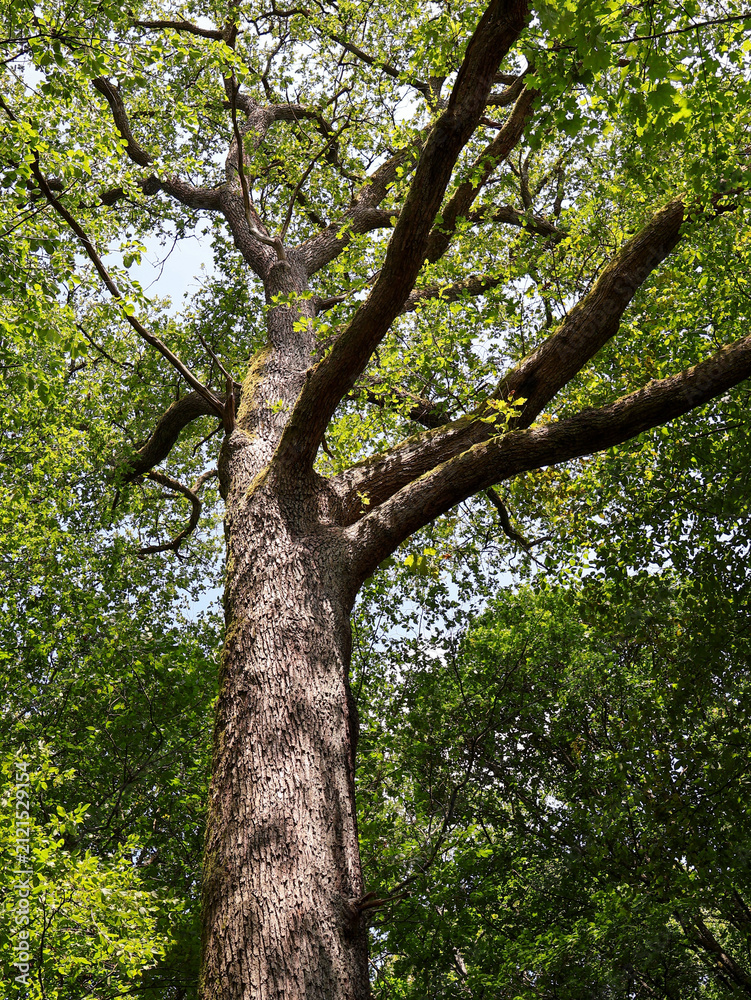 Obraz premium Majestic Ancient Tree Trunk in Sunny Summer Woods) ,tree in the park