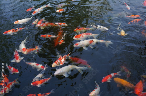 Top view of Japanese nishikigoi koi fish gathering in garden pond