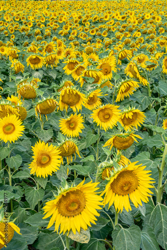 Field of Sunflowers