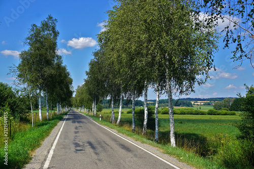 Birkenallee im Pfrunger-Burgweiler Ried; Oberschwaben; Baden Württemberg; Deutschland