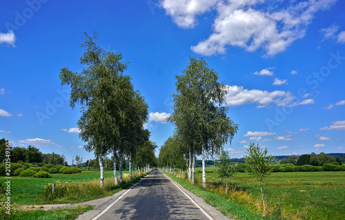 Birkenallee im Pfrunger-Burgweiler Ried; Oberschwaben; Baden Württemberg; Deutschland