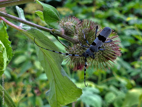 Alpenbock; Rosalia alpina; Alpine longhorn beetle