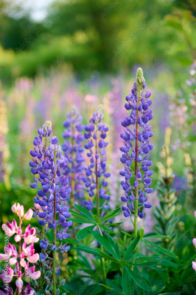 Fototapeta premium Close-up of lupines (Lupinus polyphyllus) in warm evening sunlight.