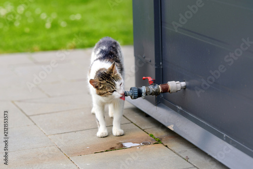 White and tabby cat drinking from outdoor faucet on paved tiles, pet dehydration risk and need for water access during hot summer weather conditions. Thirsty domestic cat hydrating at water spout