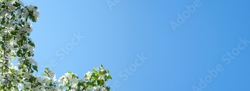 Blooming apple tree branches white flowers green leaves blue sky background close up, copy space