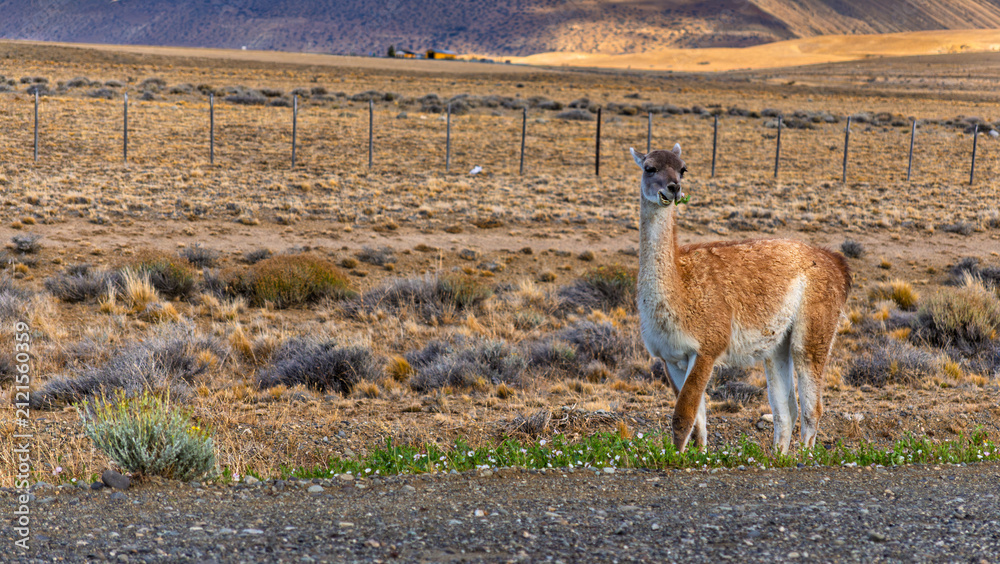 Obraz premium Patagonian Guanaco Portrait: Close-up of a Wild Lama guanicoe Chewing Grass near a Roadside Fence in South America Steppe under a Sunny Sky