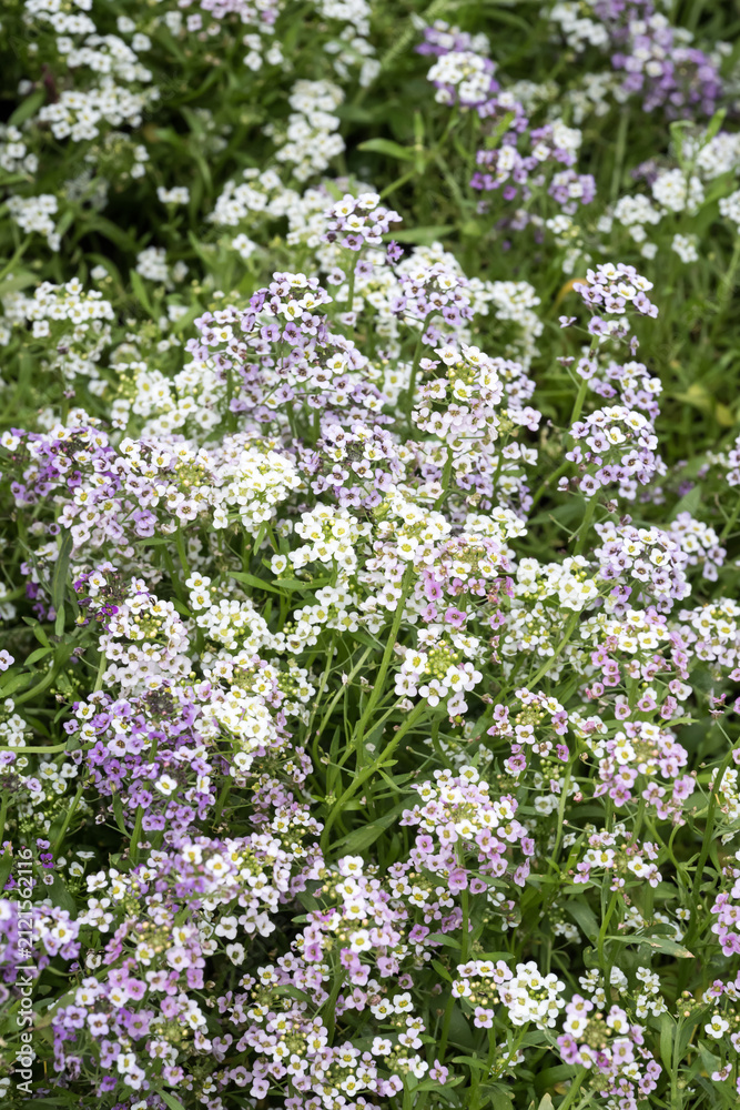 Fototapeta premium Beautiful sweet alyssum (lobularia maritima) flowers.