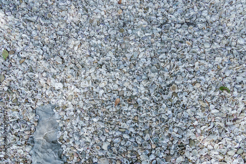 Top view of seashells in random on natural sand texture for background. seashells background closeup. On the sandy beach by the sea. copy space image
