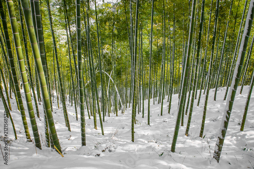 Quadro su tela Winter Snow Scene of Bamboo Forest at Jingshan, Hangzhou, Zhejiang, China