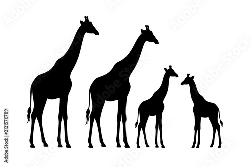 Giraffe Family Standing Together Silhouette - Adult Giraffes and Calves  Illustration