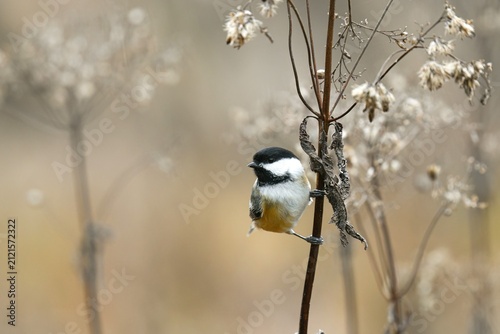 Obraz na płótnie Black-capped chickadee in a late fall/early winter scene in a marsh