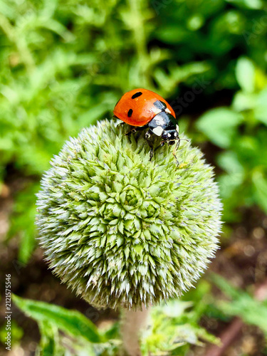 Ladybird Perched On Globe Thistle Flower Bud