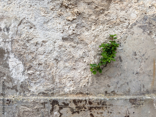 Small Plant Growing From Cracked Stone Wall