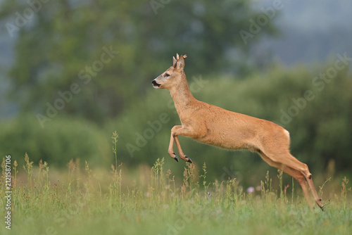 Quadro su tela Sarna europejska (Capreolus capreolus) roe deer