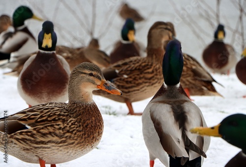 Obraz na płótnie Wild ducks (Anas platyrhynchos) in winter