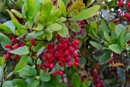Fotografía Red Barberry Berries on Bush in Autumn Garden