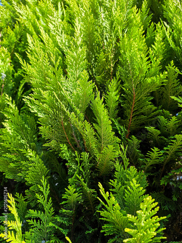 vibrant green conifer foliage with fresh evergreen branches in natural sunlight