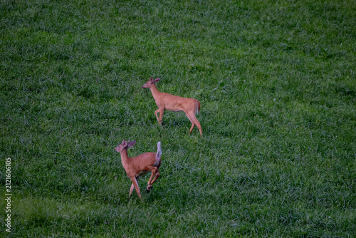 White tail deer in the field in summer