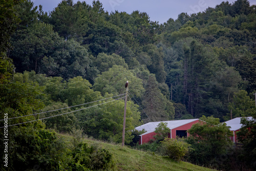 Bald eagle on the telephone pole