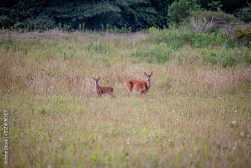 White tail deer in the field in summer